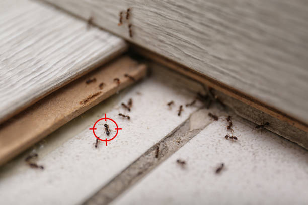 Best Wasp Removal Services  in Pendleton, IN