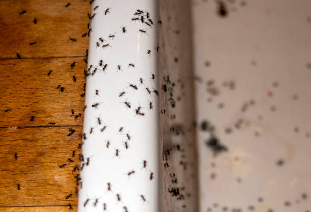 Best Spider Control Near Me  in Pendleton, IN