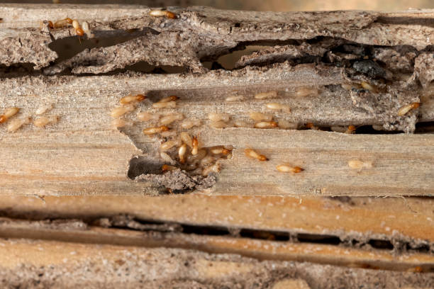 Best Pest Control for Homes  in Pendleton, IN